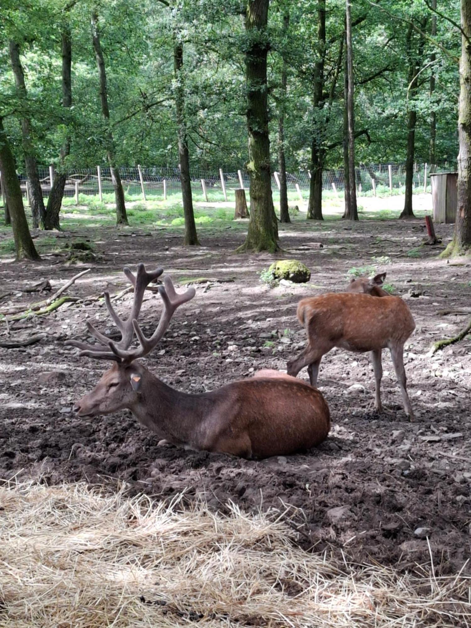 Het Vlindertje Villa Durbuy Buitenkant foto